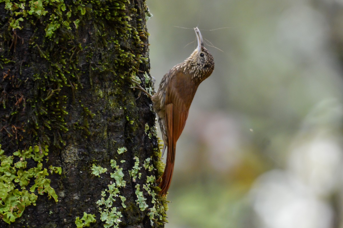 Spot-crowned Woodcreeper (Northern) - ML233179661