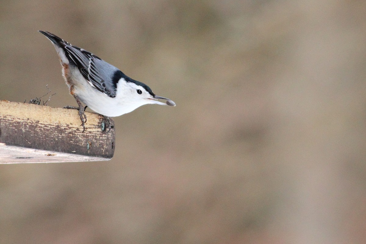 White-breasted Nuthatch - ML233182541