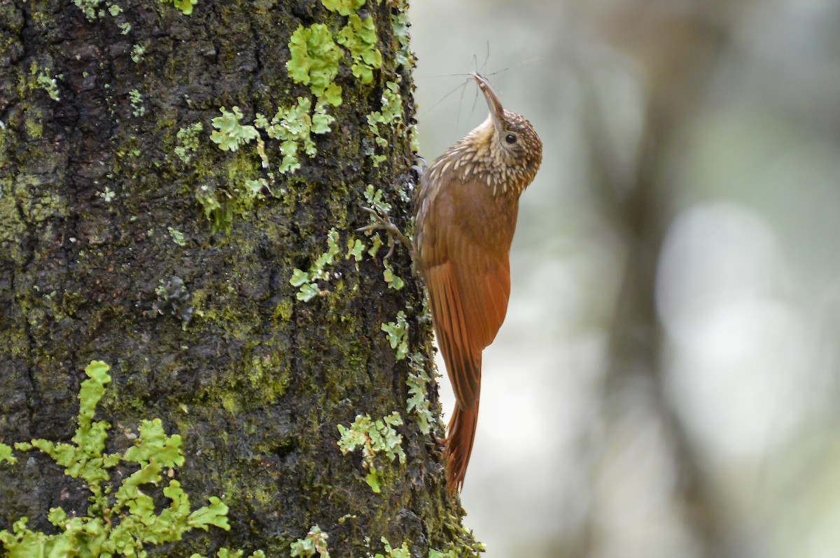 Spot-crowned Woodcreeper (Northern) - ML233182721