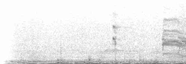 Common Tern (longipennis) - ML233185