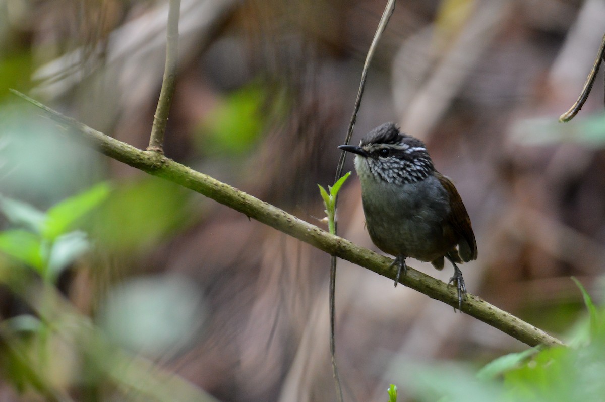 Gray-breasted Wood-Wren (Central American) - ML233185431