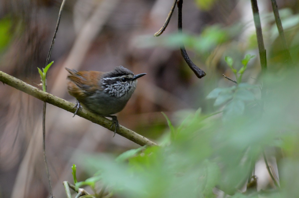 Gray-breasted Wood-Wren (Central American) - ML233185491