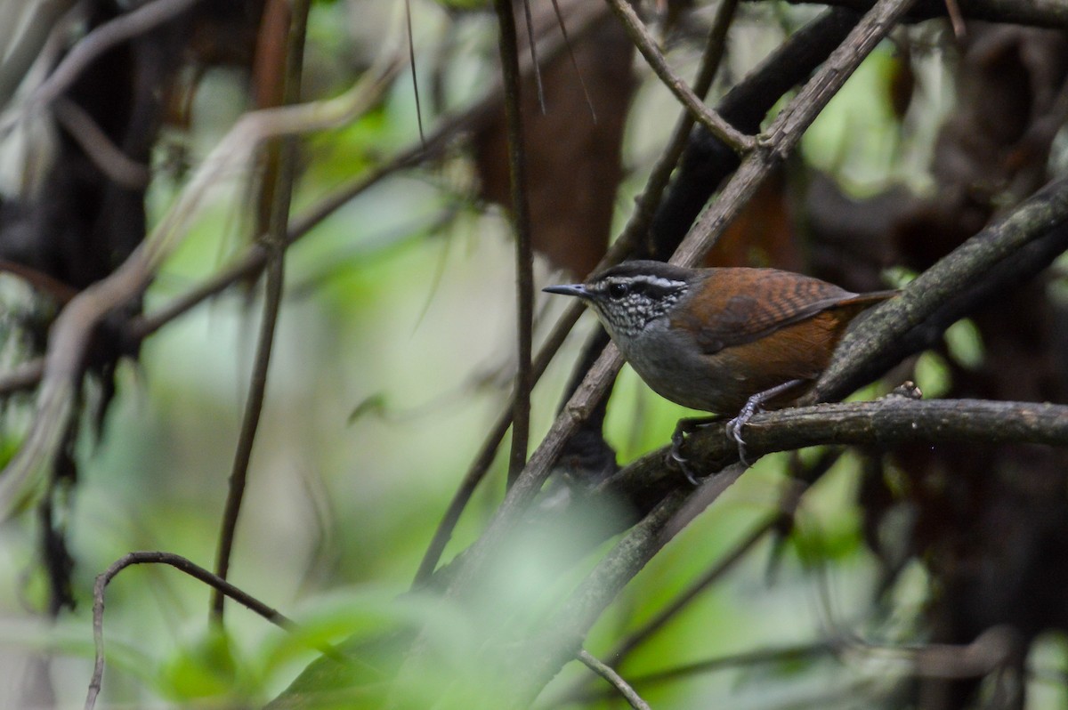 Gray-breasted Wood-Wren (Central American) - ML233185511