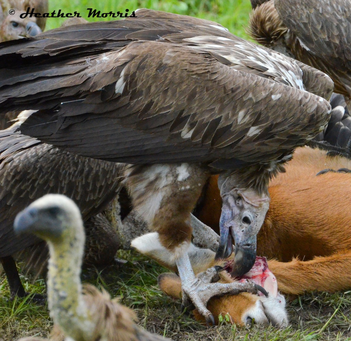 Lappet-faced Vulture - Heather Morris