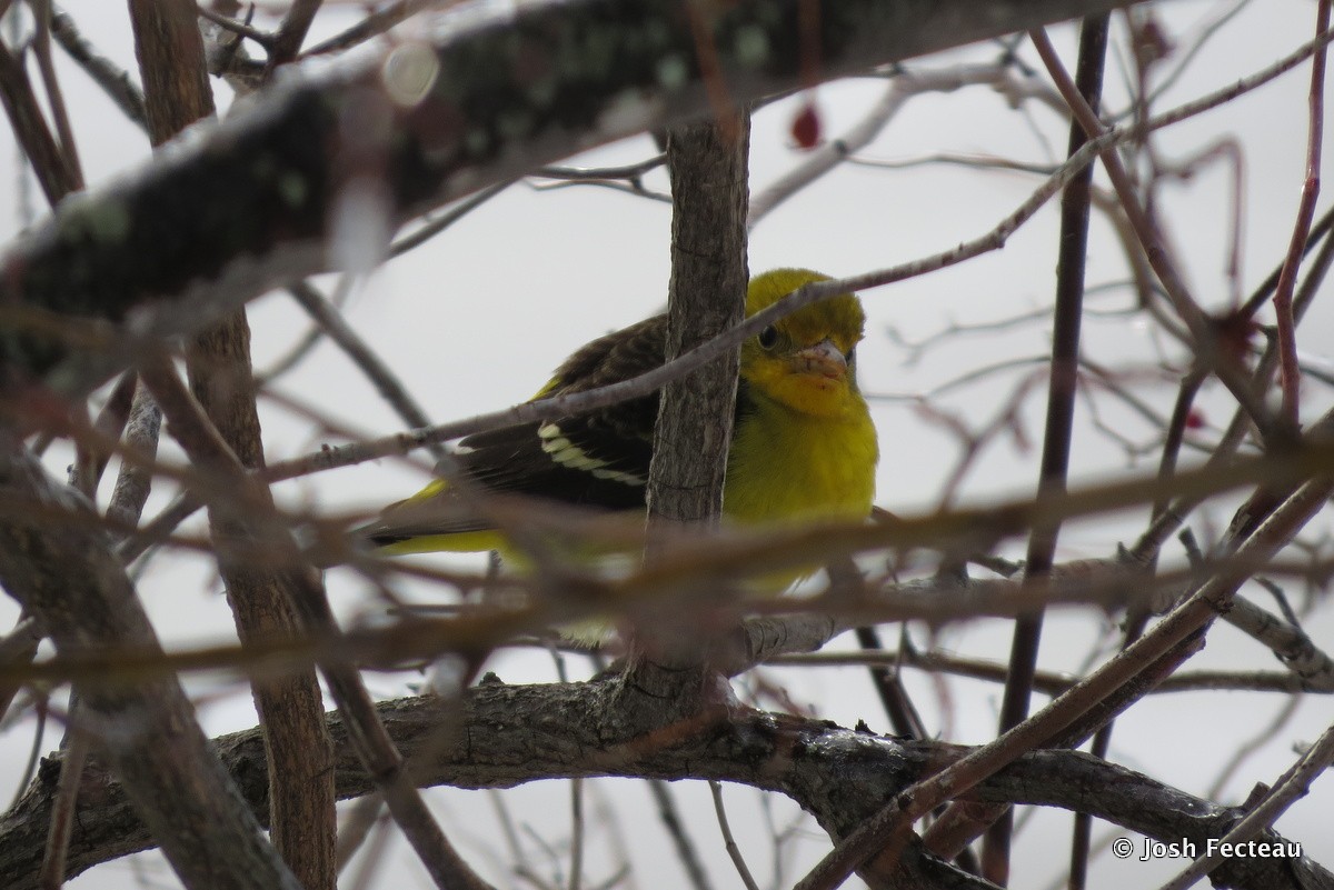 Western Tanager - ML23318781