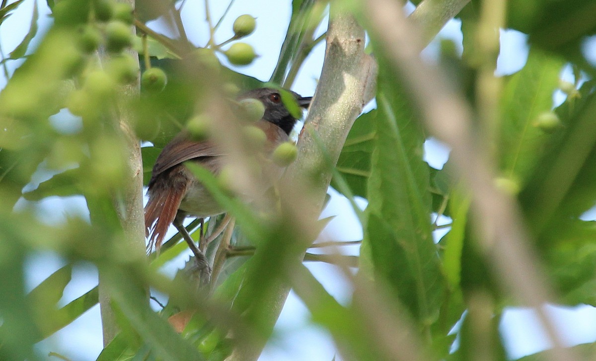 White-bellied Spinetail - ML23319131