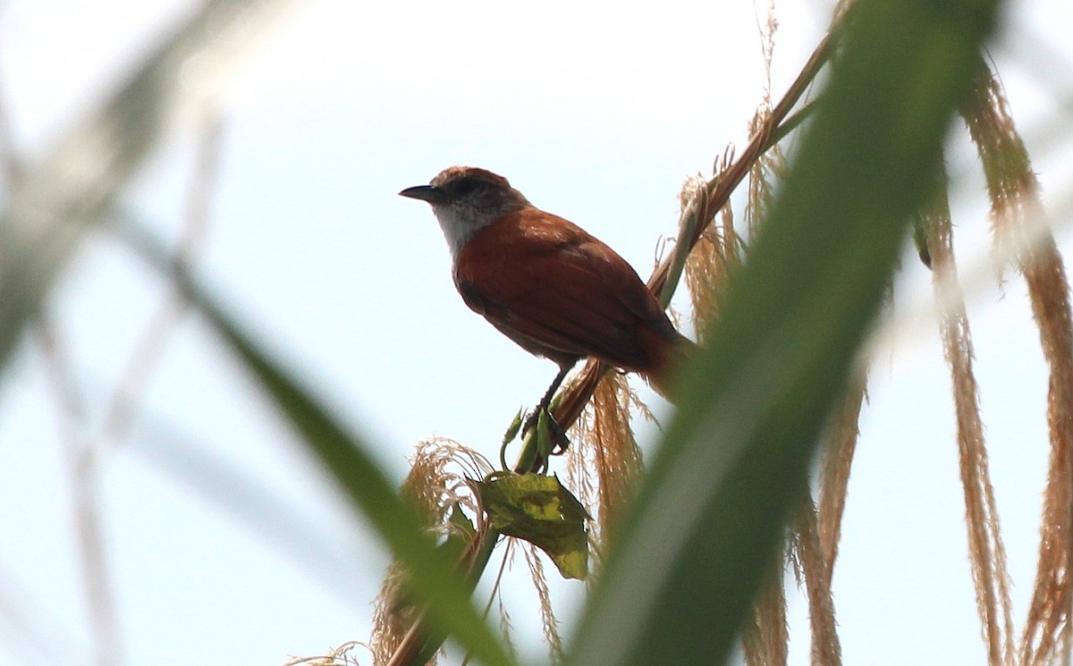 Parker's Spinetail - ML23319161