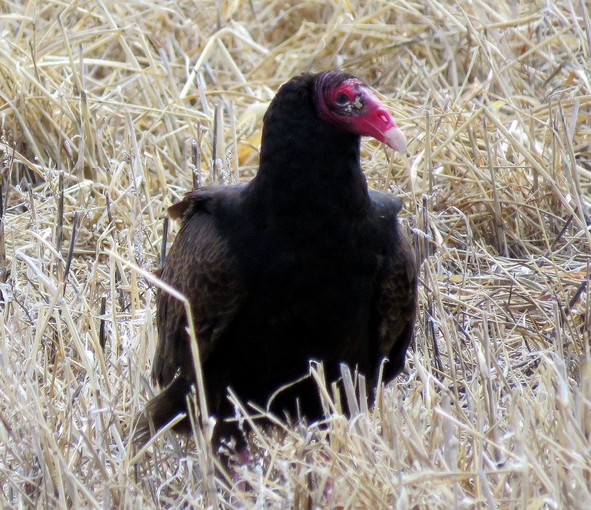 Turkey Vulture - Larry Larson