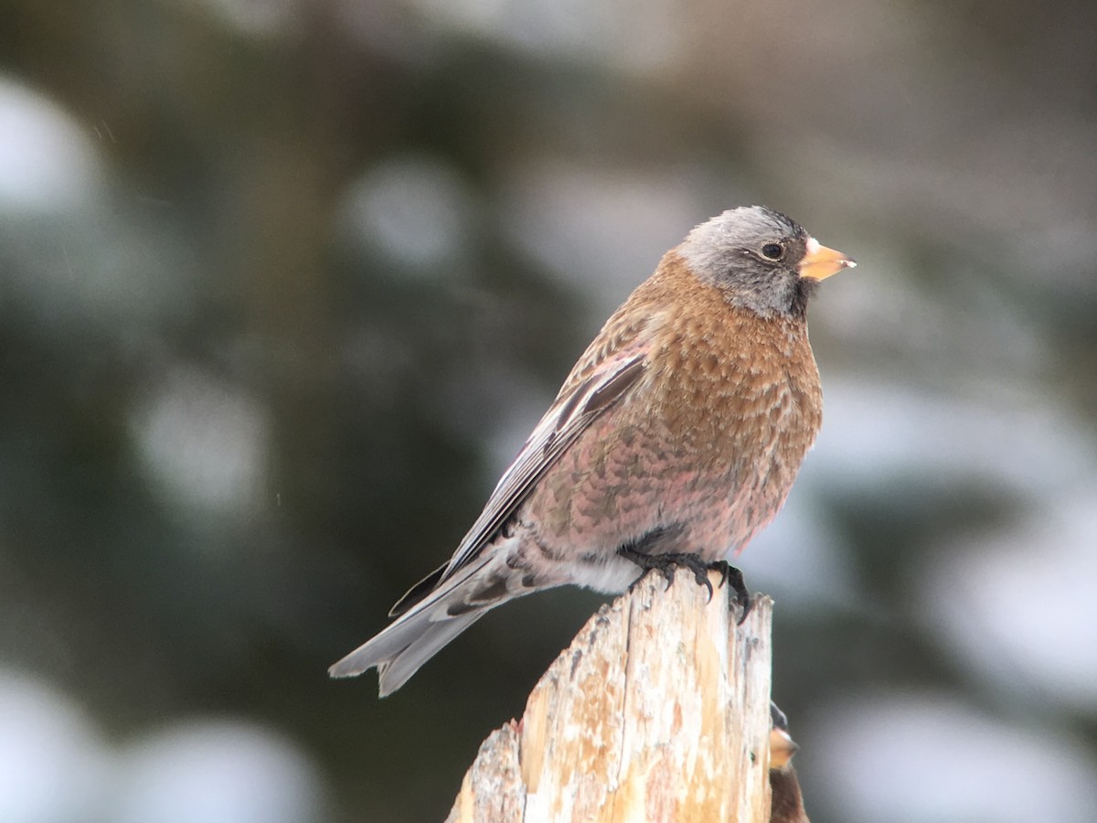 Gray-crowned Rosy-Finch (Hepburn's) - Will Brooks