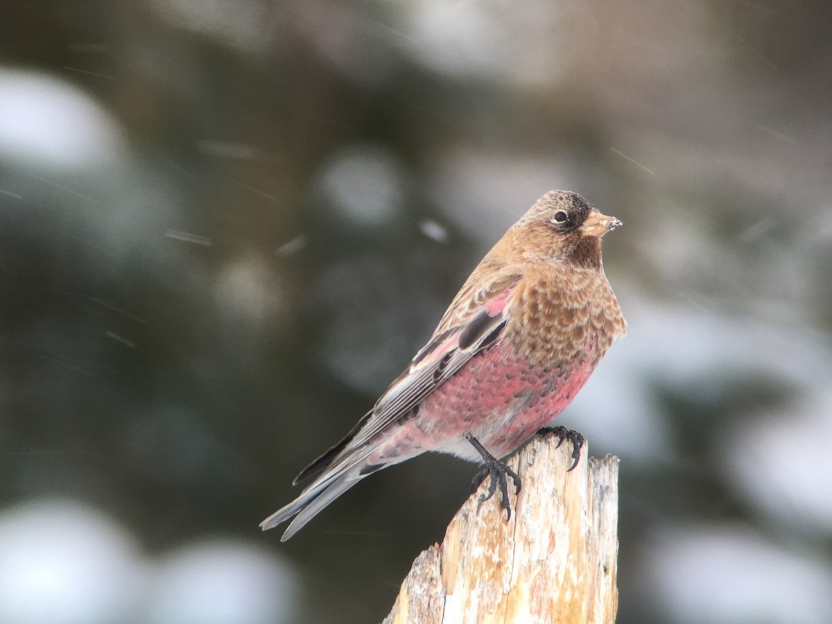 Brown-capped Rosy-Finch - ML23319651