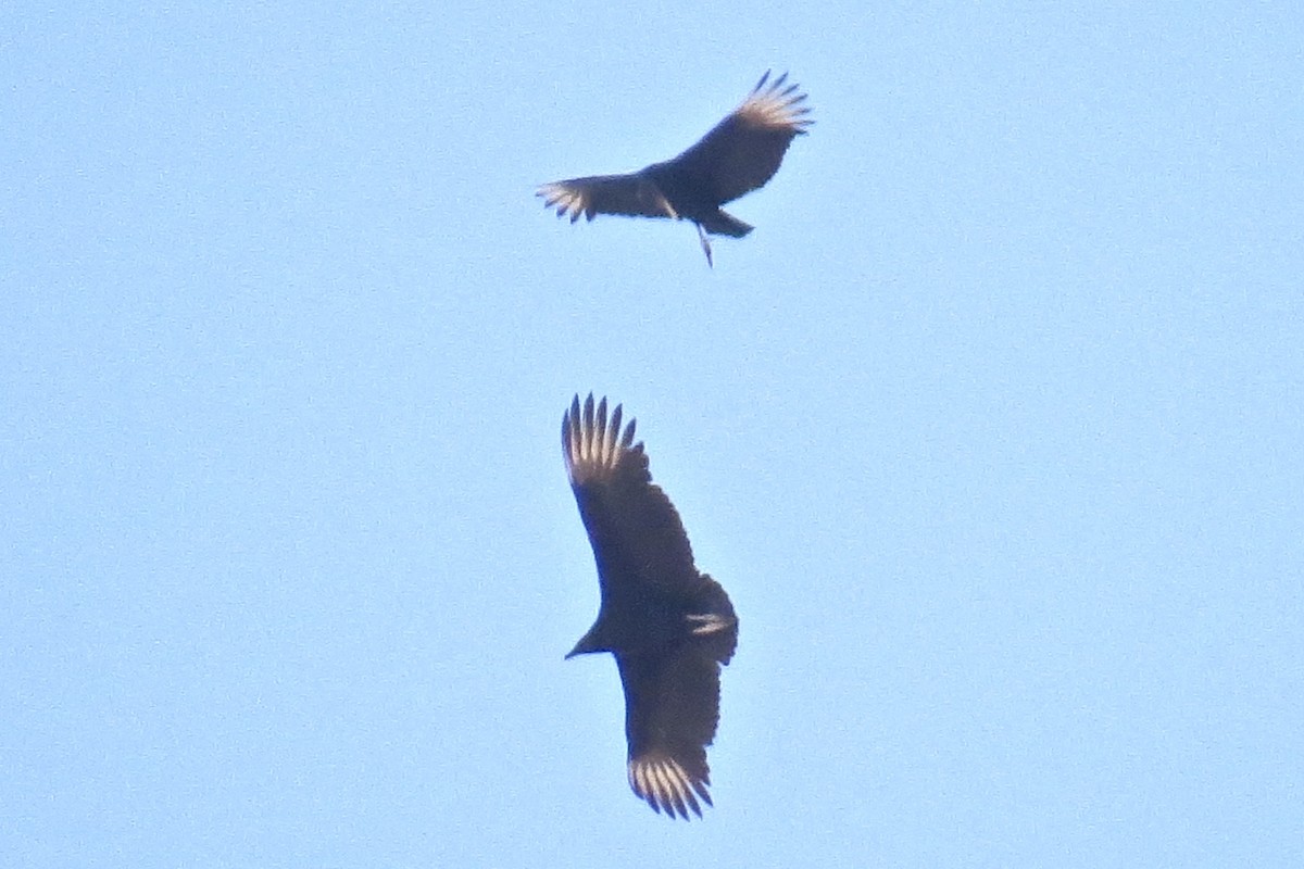Black Vulture - Babs Buck