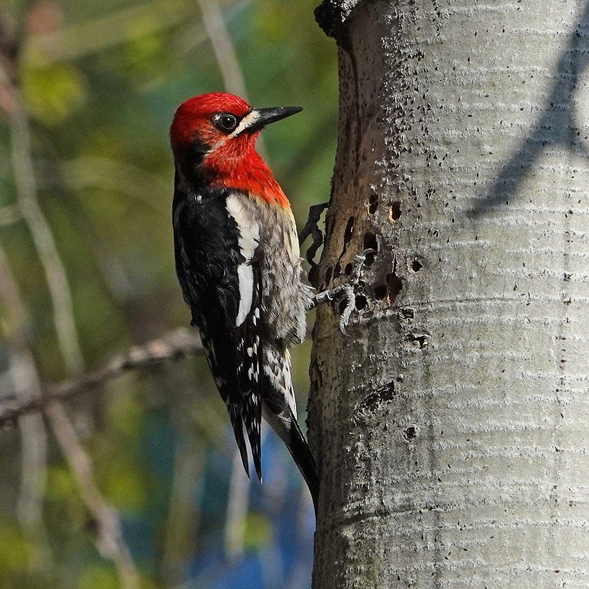 Red-naped x Red-breasted Sapsucker (hybrid) - Donald Sutherland