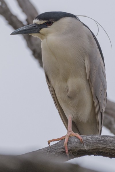 Black-crowned Night Heron - Larry Bird