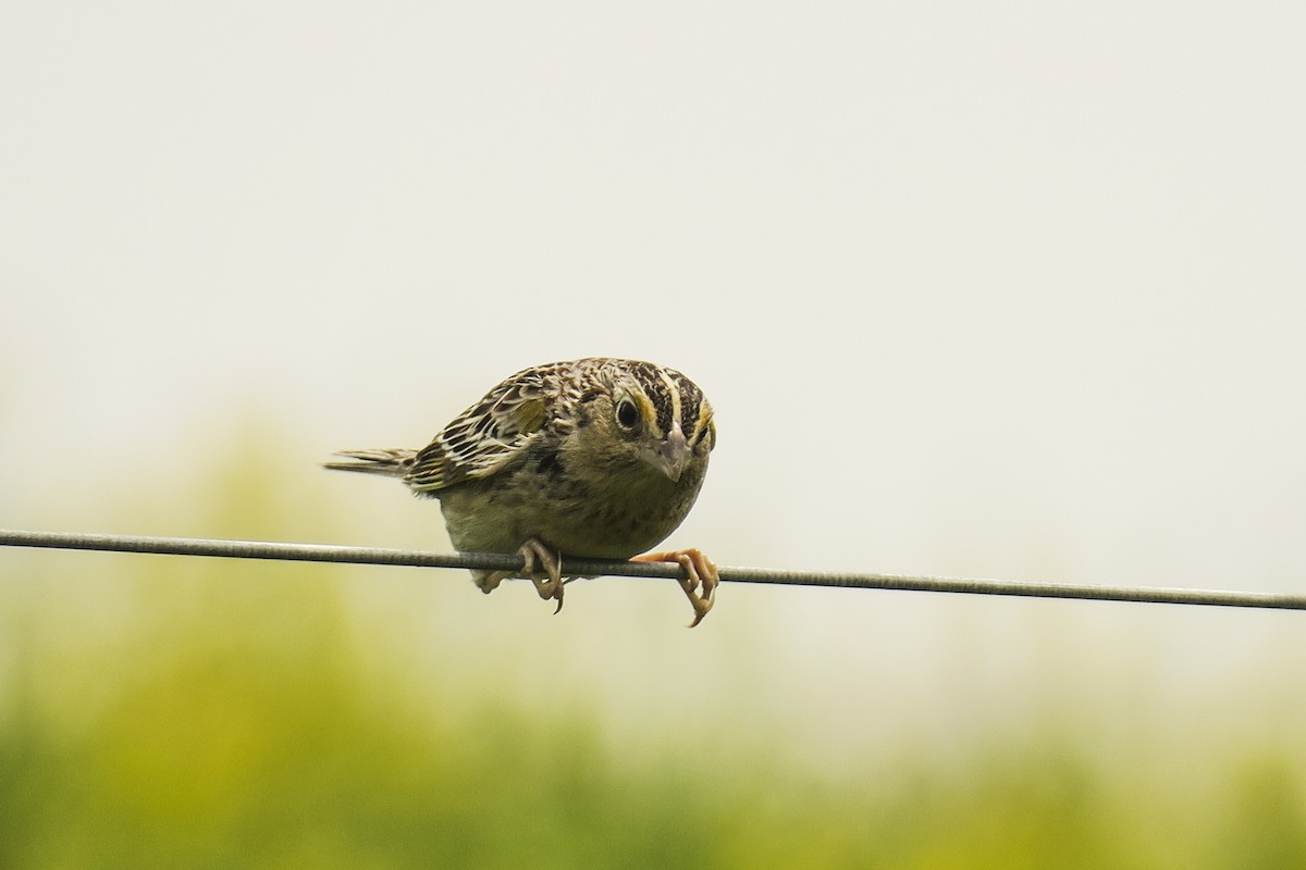 Grasshopper Sparrow - Jefferson Shank