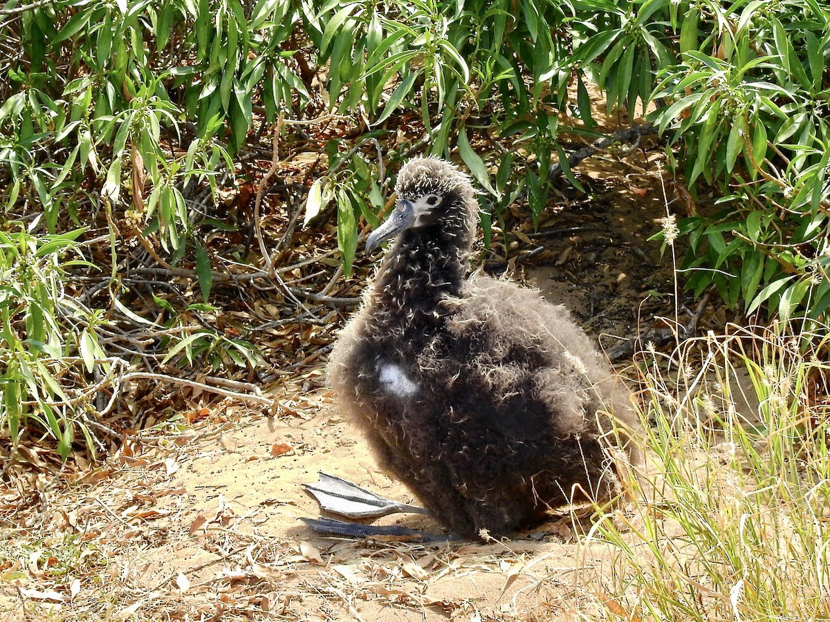 eBird Checklist - 10 May 2020 - Ka'ena Point NAR - 10 species