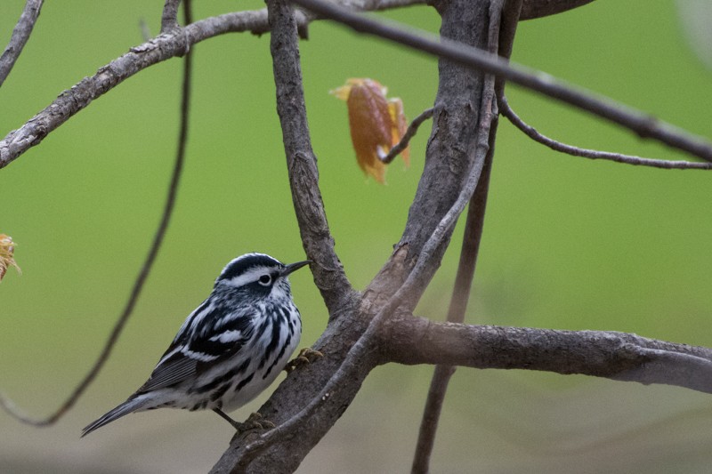 Black-and-white Warbler - Larry Bird