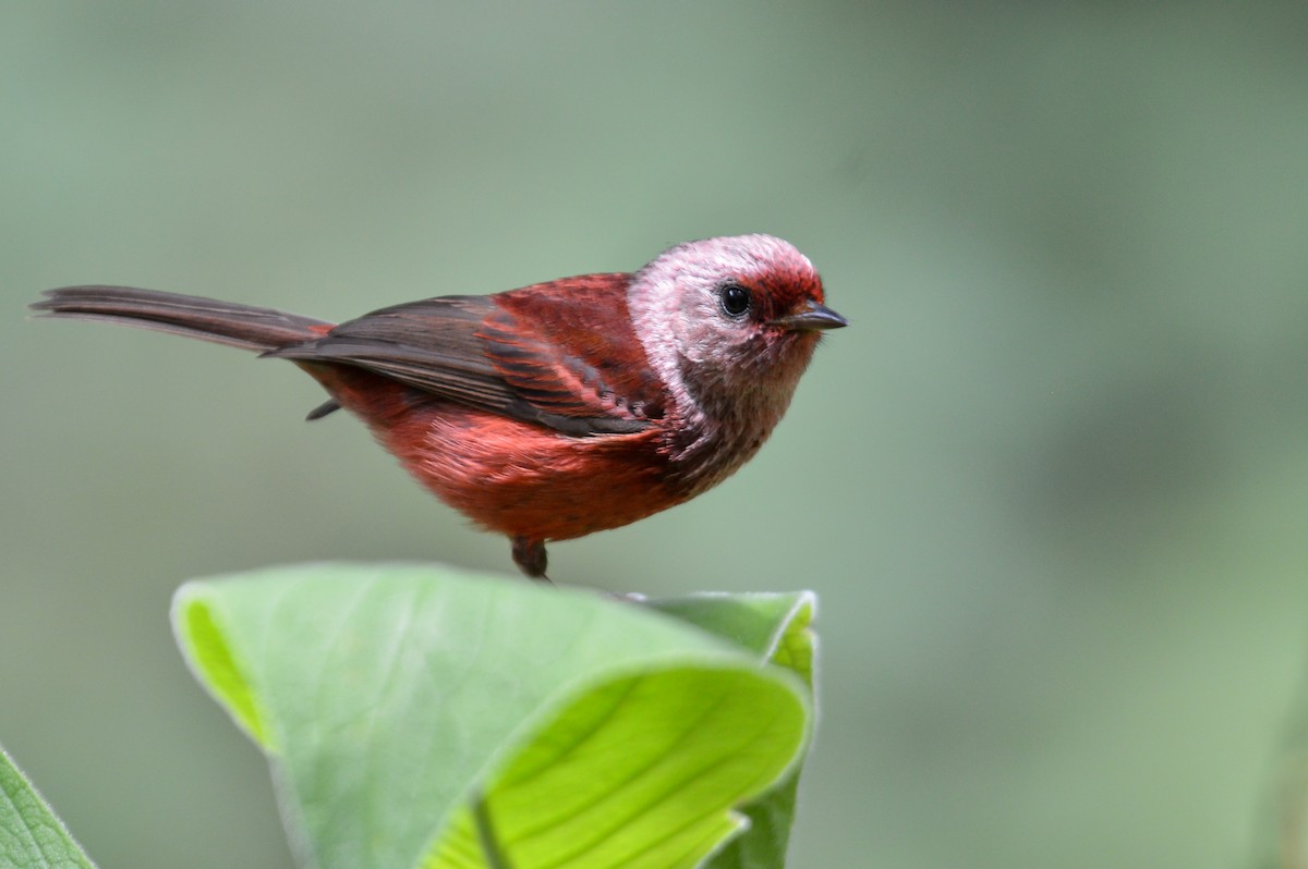 Pink-headed Warbler - Evaristo Chocoy