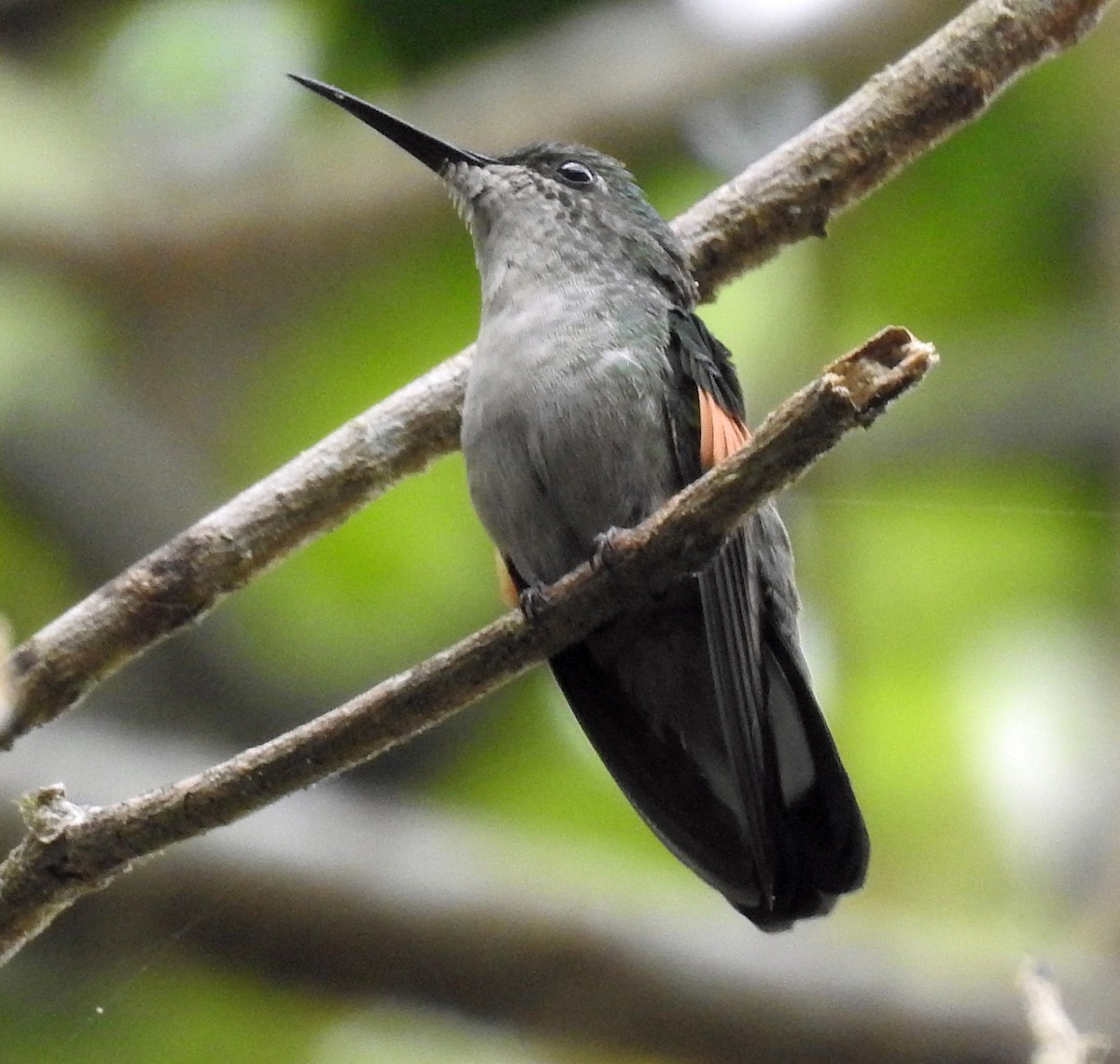 Stripe-tailed Hummingbird - Danilo Moreno
