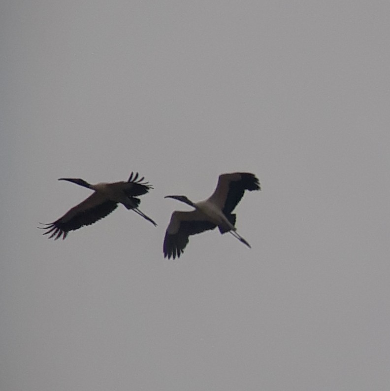 Wood Stork - Matthew  Sacul