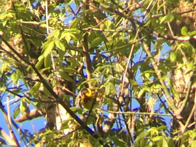 Cape May Warbler - ML233218691