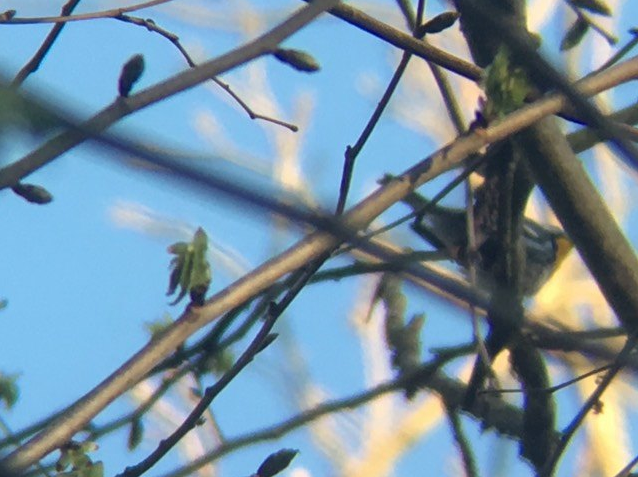 Yellow-throated Warbler - ML233219021