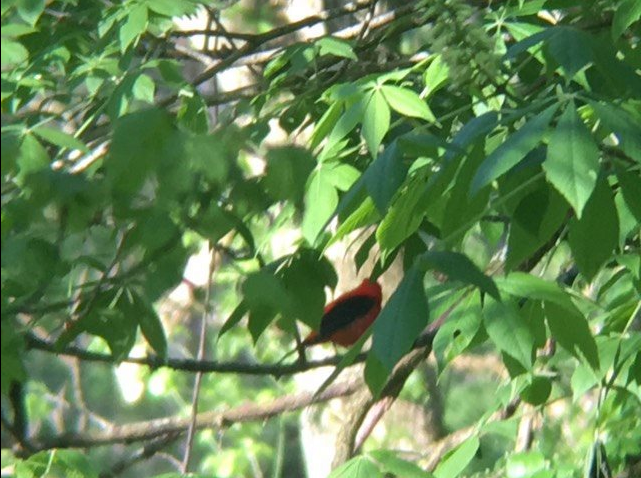 Scarlet Tanager - ML233219151