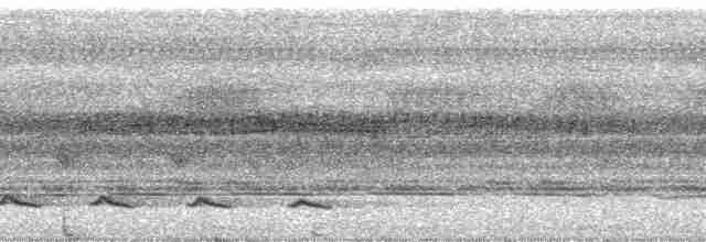 Dusky Long-tailed Cuckoo - ML23322