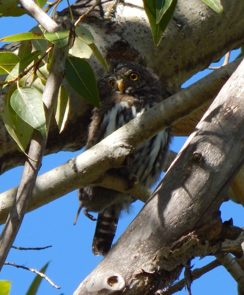 Northern Pygmy-Owl (Rocky Mts.) - ML23322321