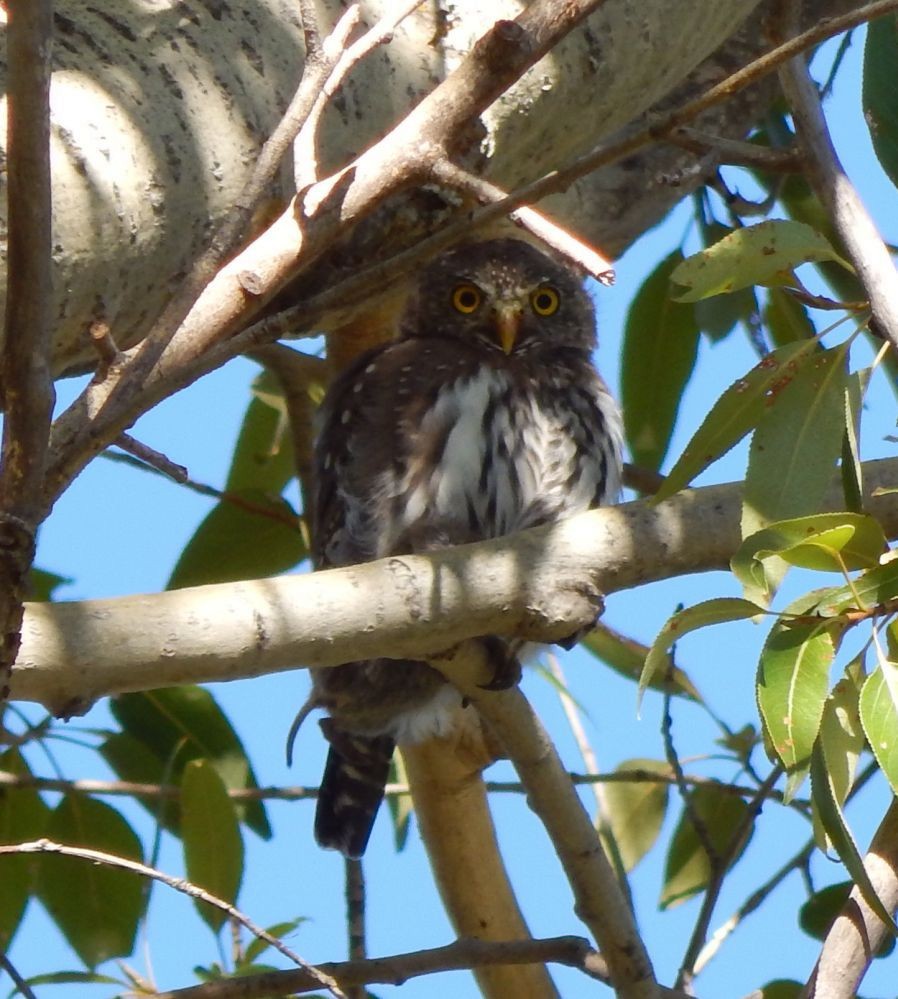 Northern Pygmy-Owl (Rocky Mts.) - ML23322331