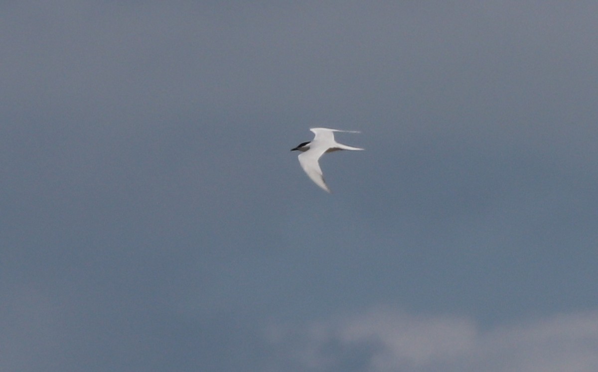 Gull-billed Tern - Gary Leavens