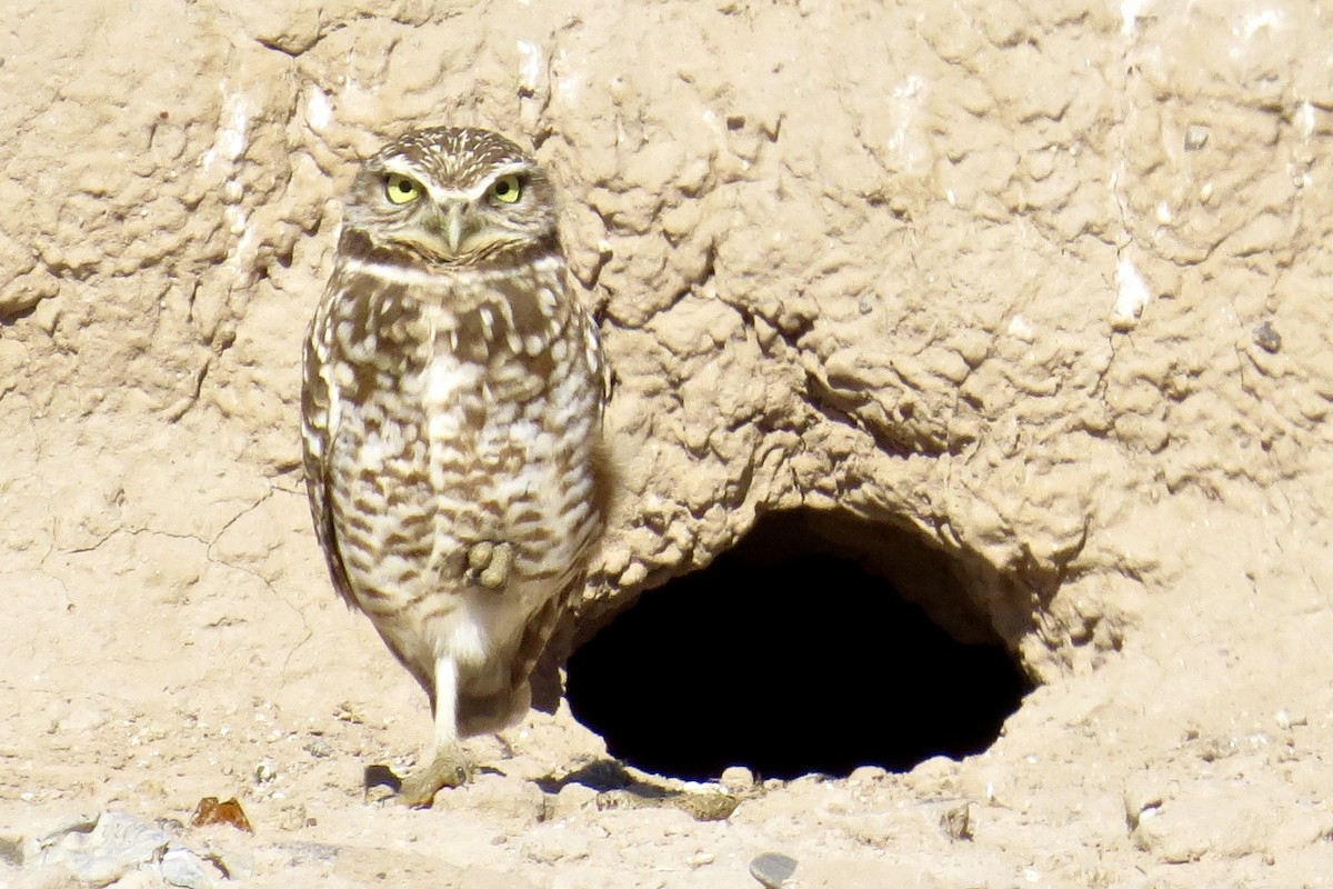 Burrowing Owl - ML23322381