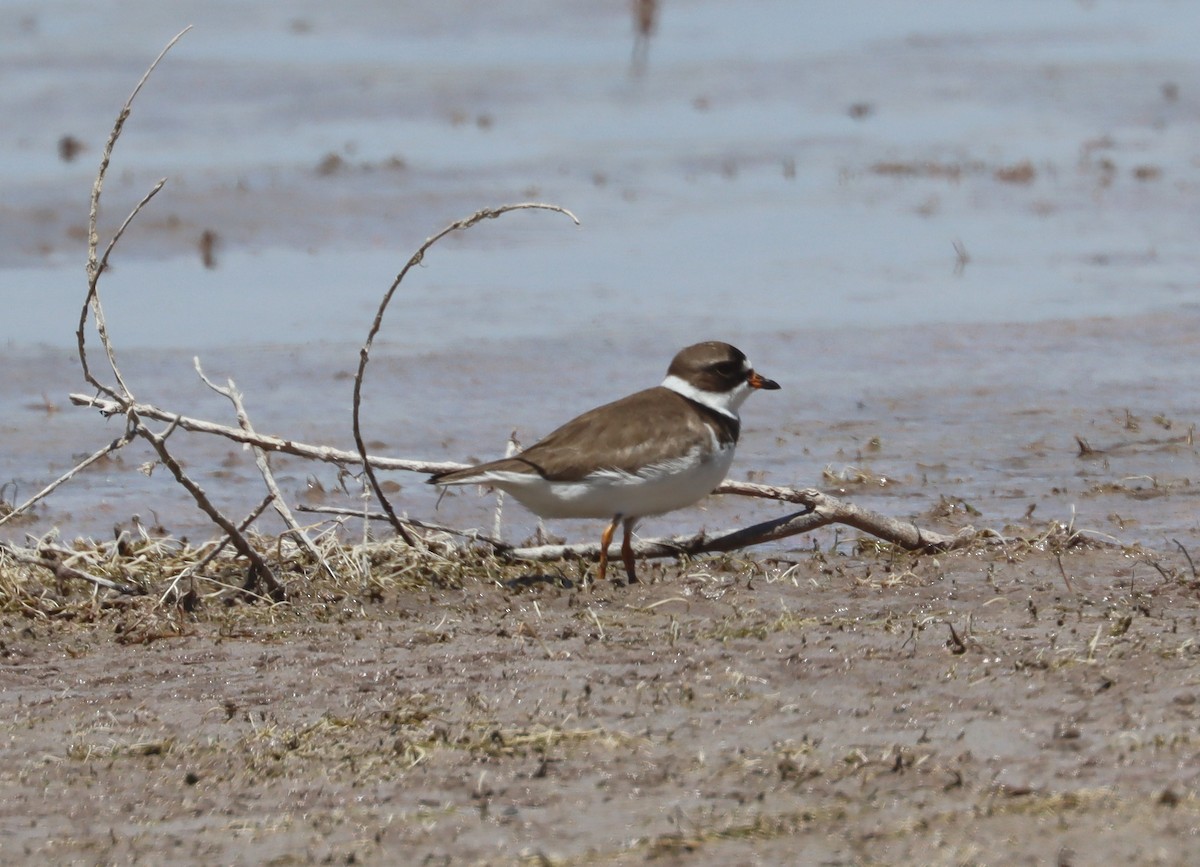 Semipalmated Plover - ML233228411
