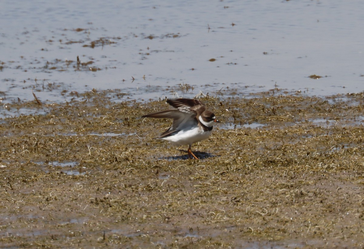 Semipalmated Plover - ML233229321