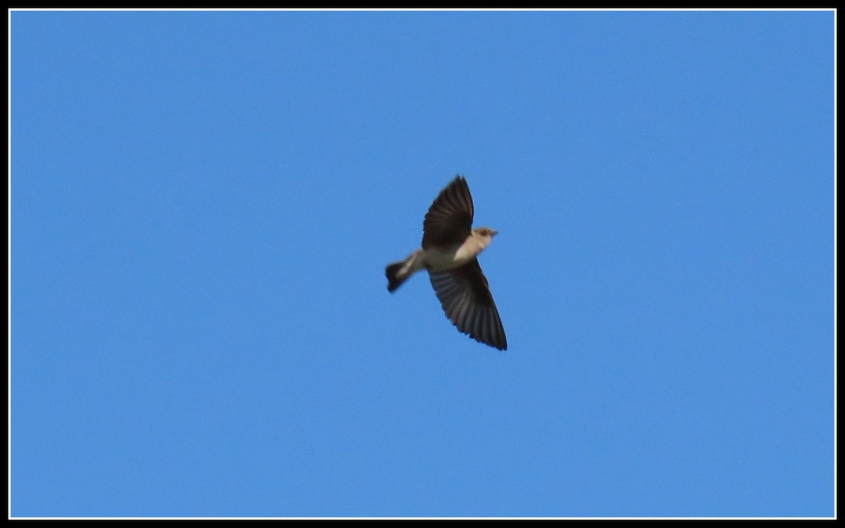 Northern Rough-winged Swallow - Peter Gordon