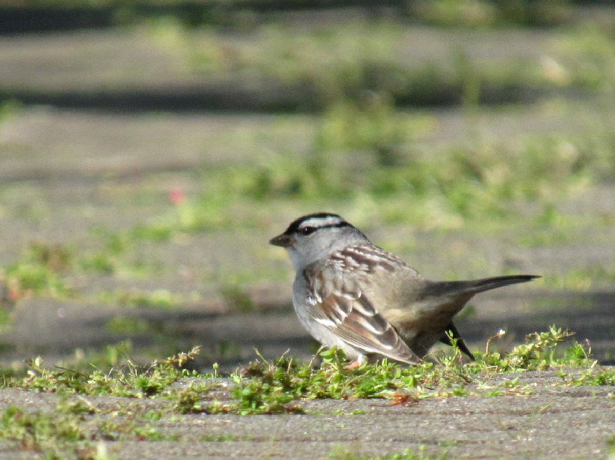 White-crowned Sparrow - ML233231111
