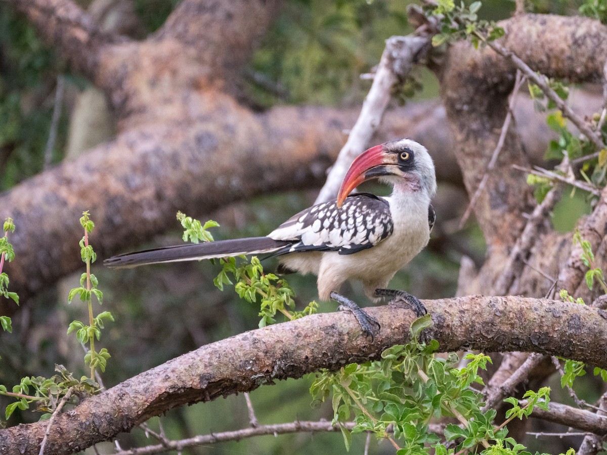 Tanzanian Red-billed Hornbill - Ken Nickerson