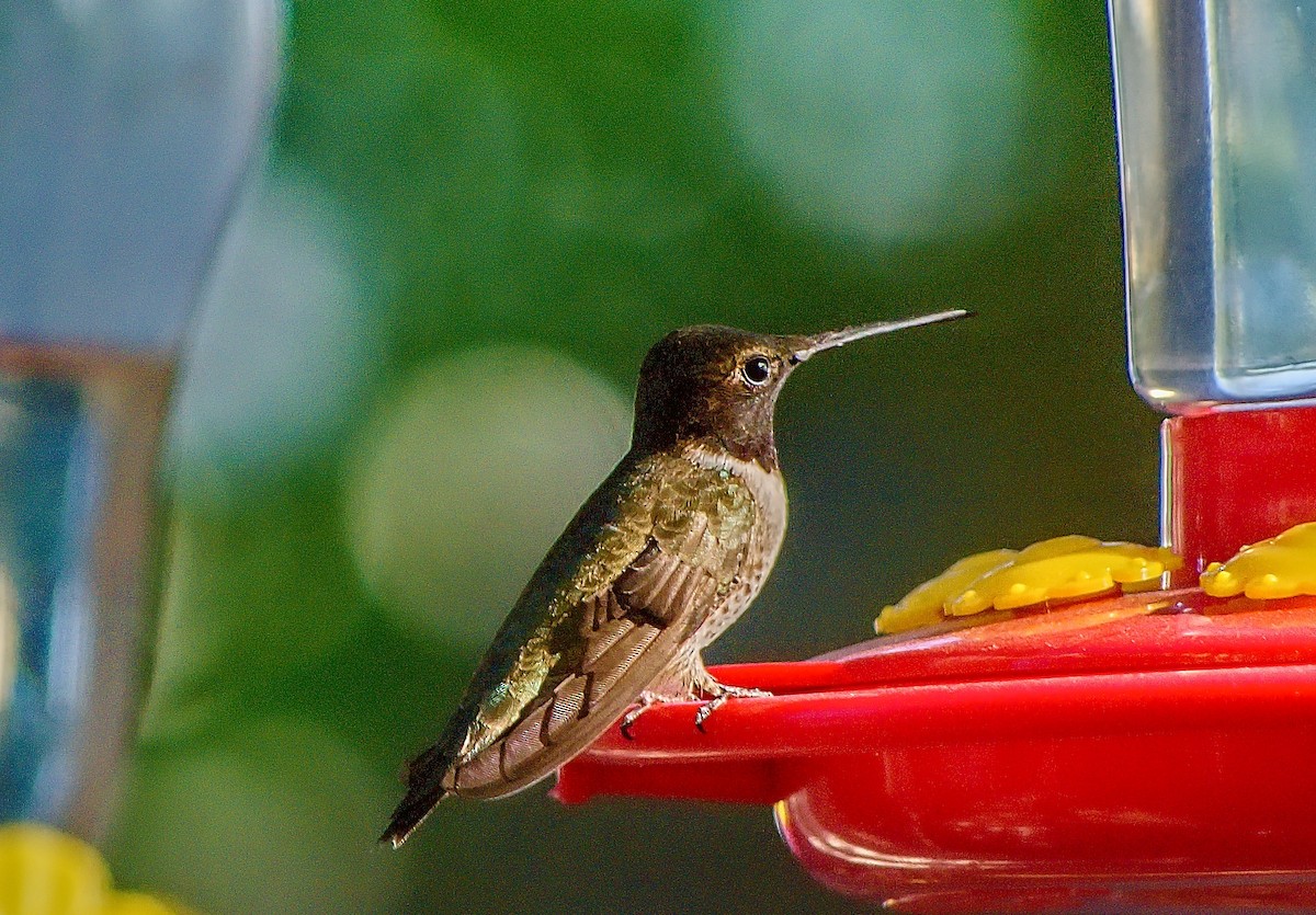 Black-chinned Hummingbird - Russ  Parman