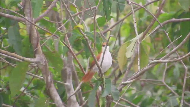 Red-and-white Spinetail - ML233240951