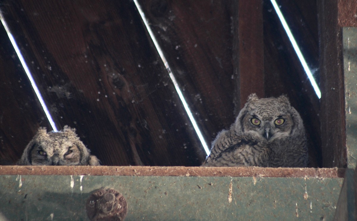 Great Horned Owl - ML233251481