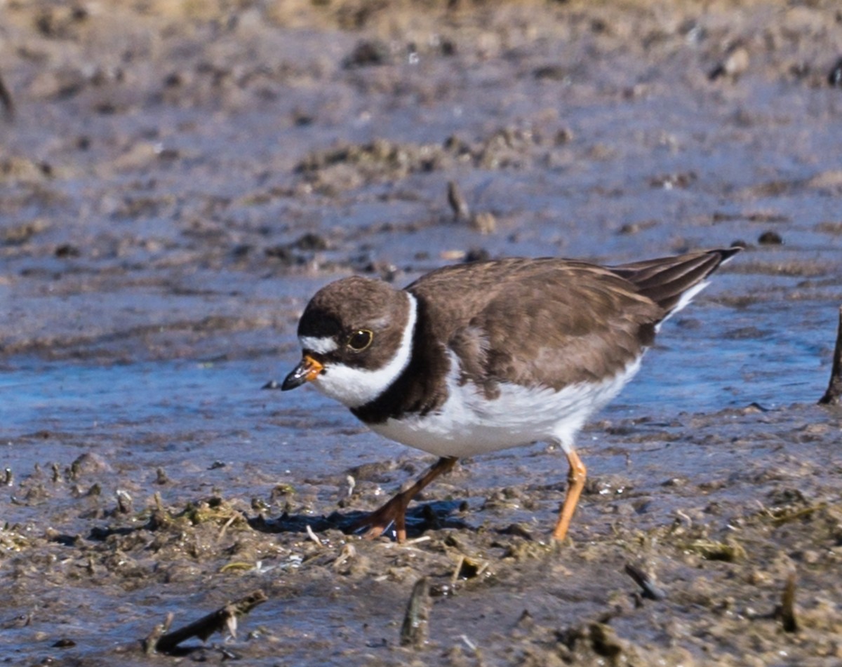 Semipalmated Plover - ML233252471
