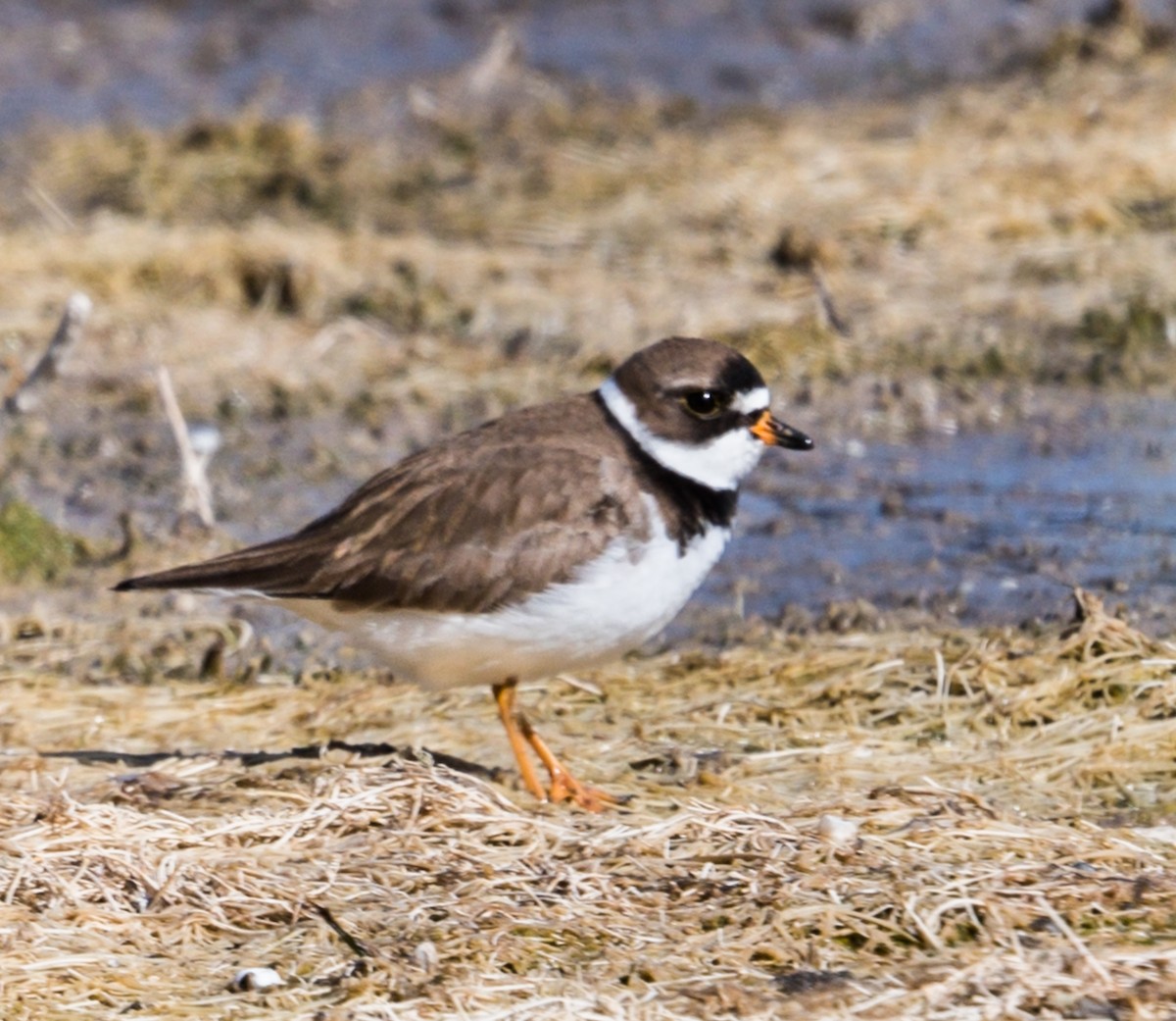 Semipalmated Plover - ML233252581