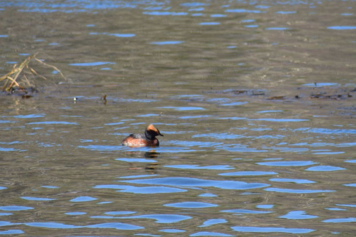 Horned Grebe - Syd Cannings