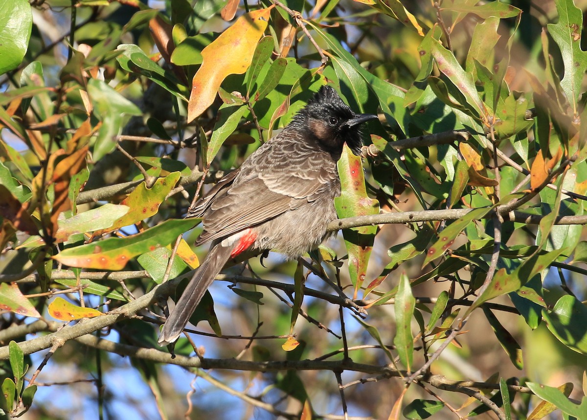 Red-vented Bulbul - ML23326201