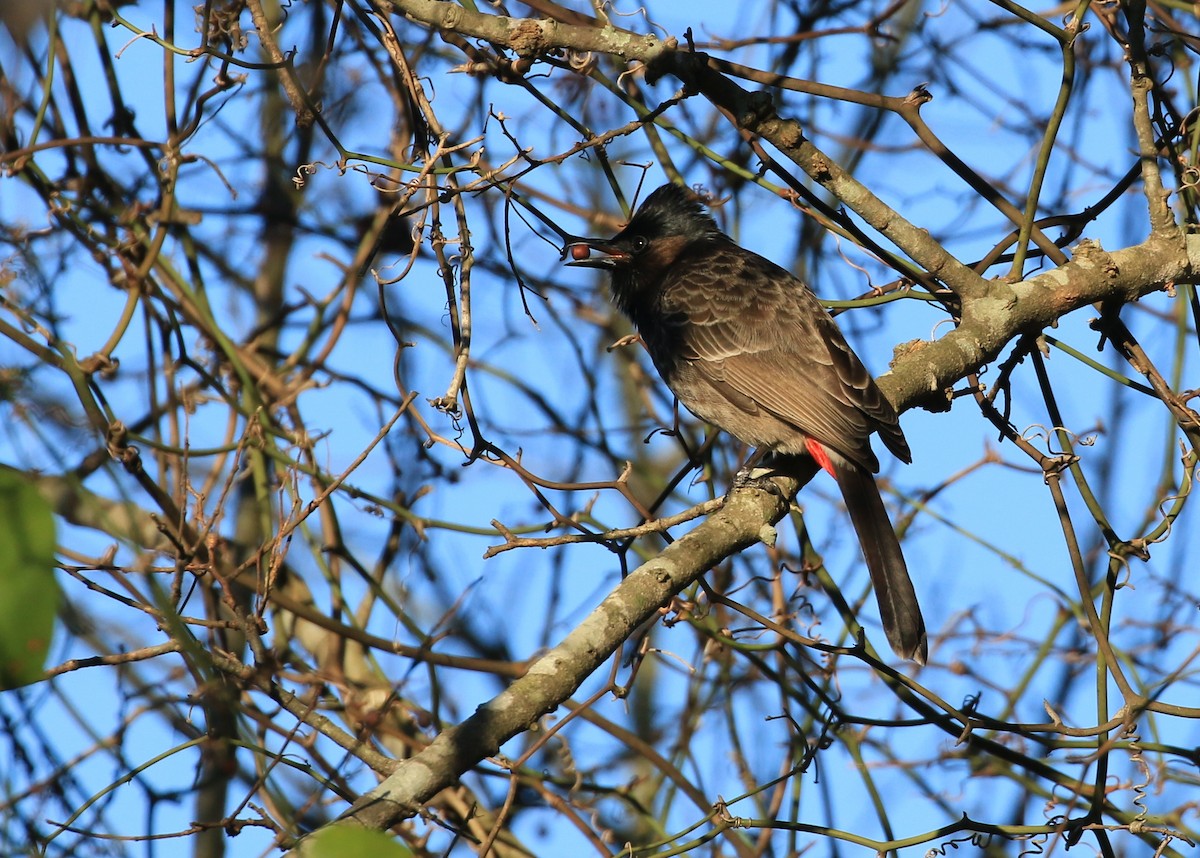 Red-vented Bulbul - ML23326221
