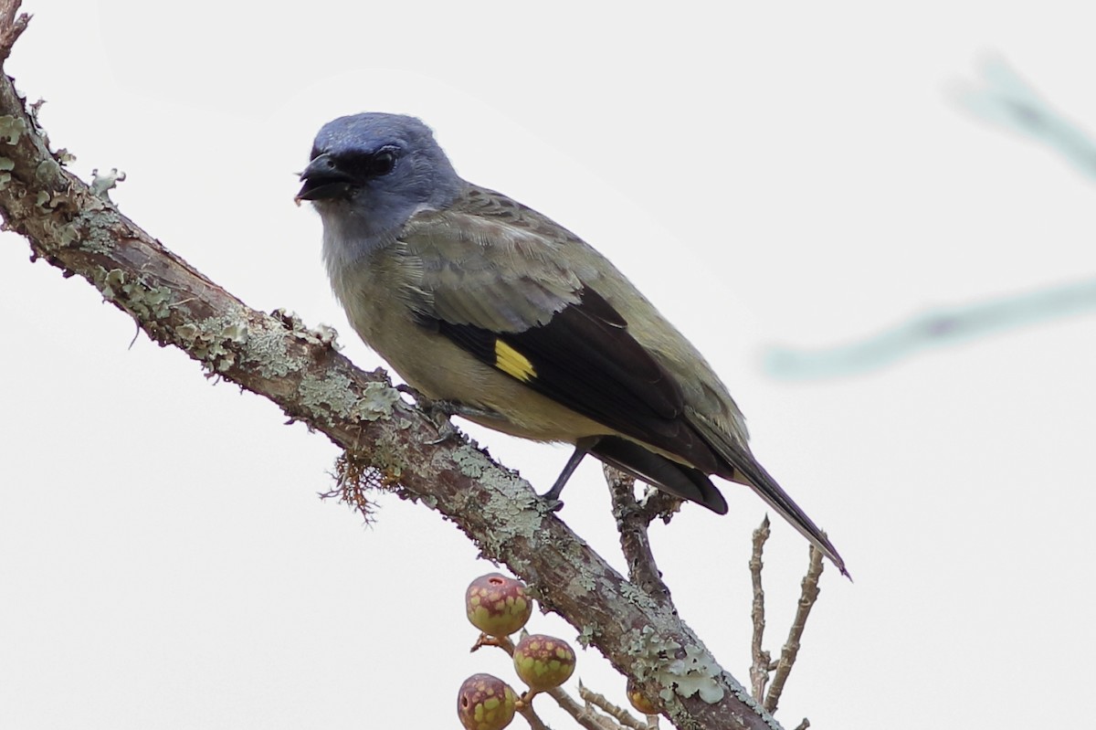 Yellow-winged Tanager - ML233262251