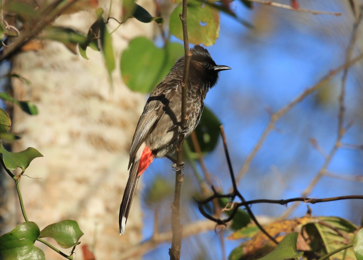 Red-vented Bulbul - ML23326231
