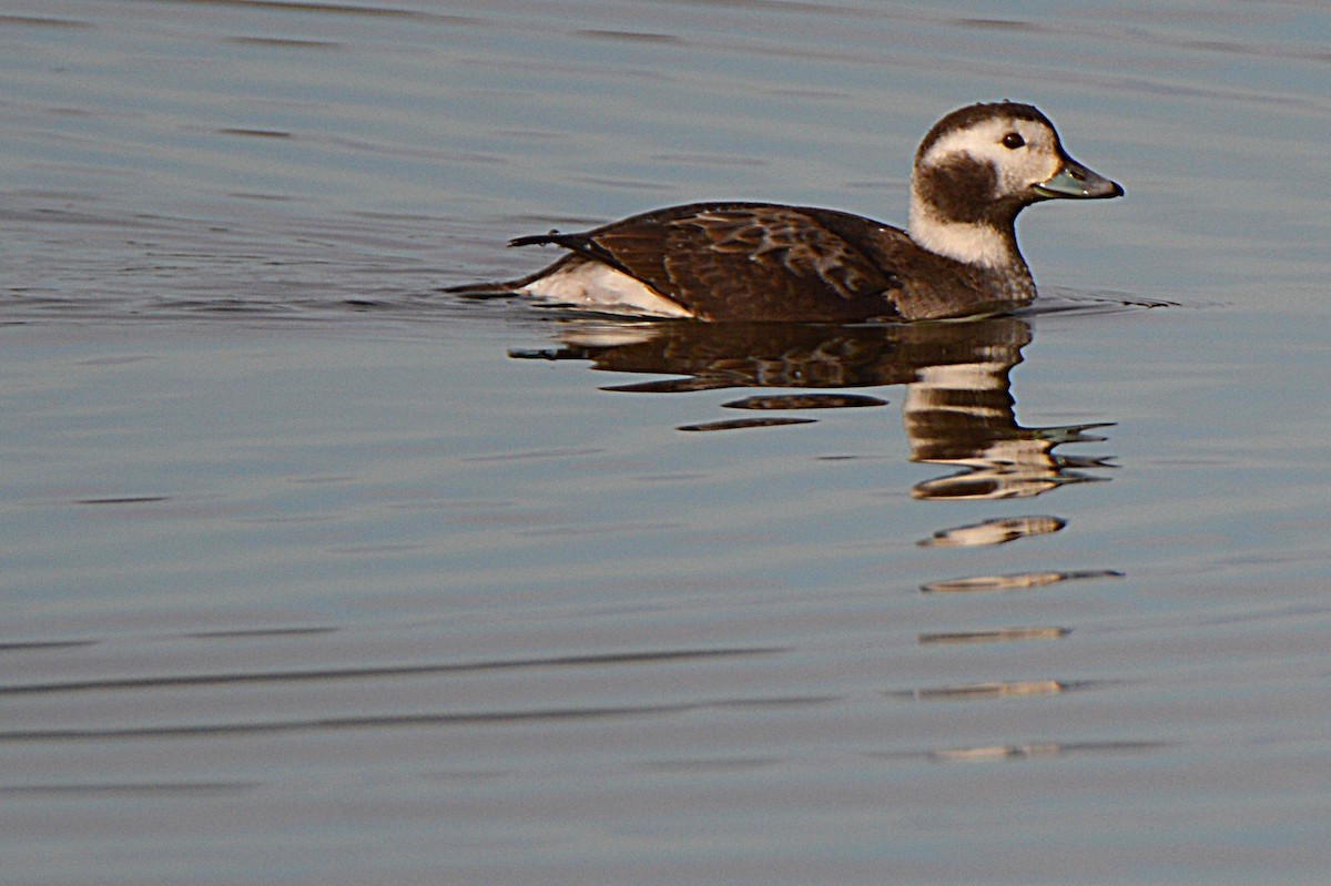 Long-tailed Duck - ML23326311