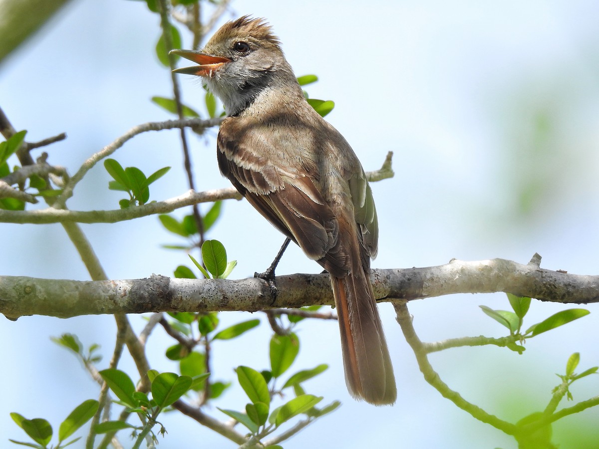 Nutting's Flycatcher - Anonymous