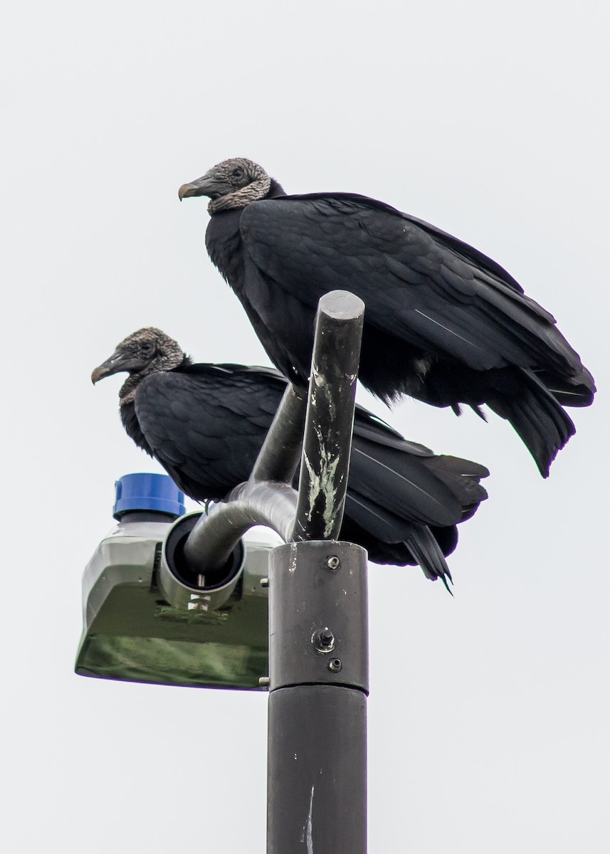 Black Vulture - David Monroy Rengifo