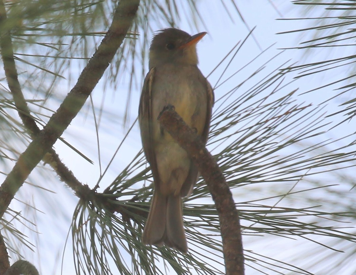 Greater Pewee - ML233265431